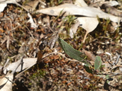 Trapezites phigalioides