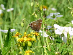 Callophrys spinetorum