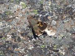 Trapezites phigalioides