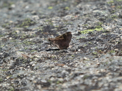 Trapezites phigalioides