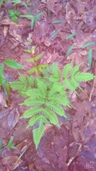 Phegopteridoideae