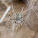 Benoit's Grass Funnel-web Spiders - Photo (c) Анатолий Озерной /Anatoly Ozernoy, some rights reserved (CC BY-SA), uploaded by Анатолий Озерной /Anatoly Ozernoy