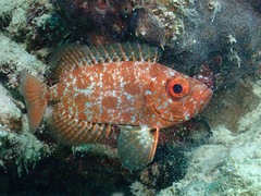 Priacanthus
