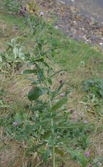 Cirsium arvense