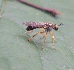 Atomosia rufipes