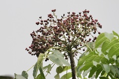Zanthoxylum rhetsa