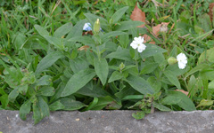 Silene latifolia