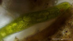 Lepocinclis helicoideus