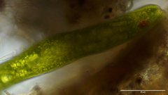 Lepocinclis helicoideus