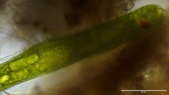 Lepocinclis helicoideus