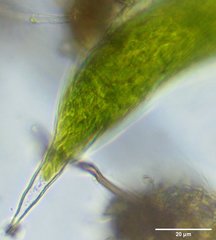 Lepocinclis helicoideus