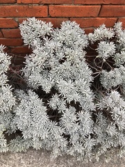 Crossostephium chinense