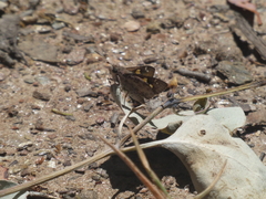 Trapezites phigalioides