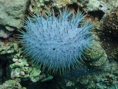 Acanthaster