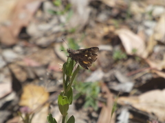 Trapezites phigalioides