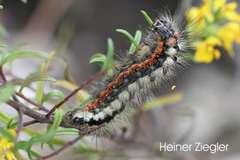 Acronicta euphorbiae