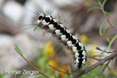 Acronicta euphorbiae