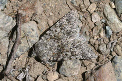 Acronicta euphorbiae