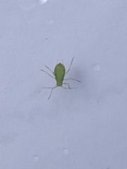 Myzus persicae