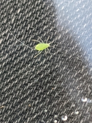 Myzus persicae