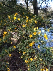 Pultenaea blakelyi