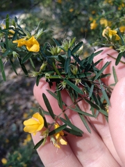 Pultenaea blakelyi