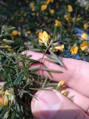 Pultenaea blakelyi