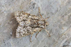 Acronicta orientalis