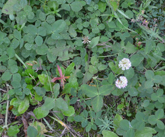 Trifolium repens