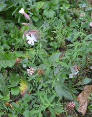 Silene latifolia