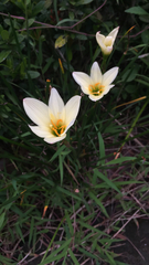Zephyranthes candida