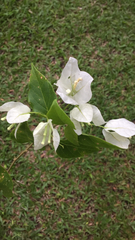 Bougainvillea