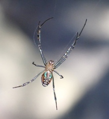 Leucauge tessellata
