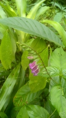 Asystasia dalzelliana
