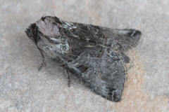 Abrostola tripartita