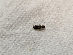 Dromius fenestratus
