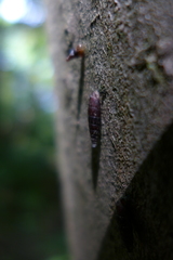 Clausilia