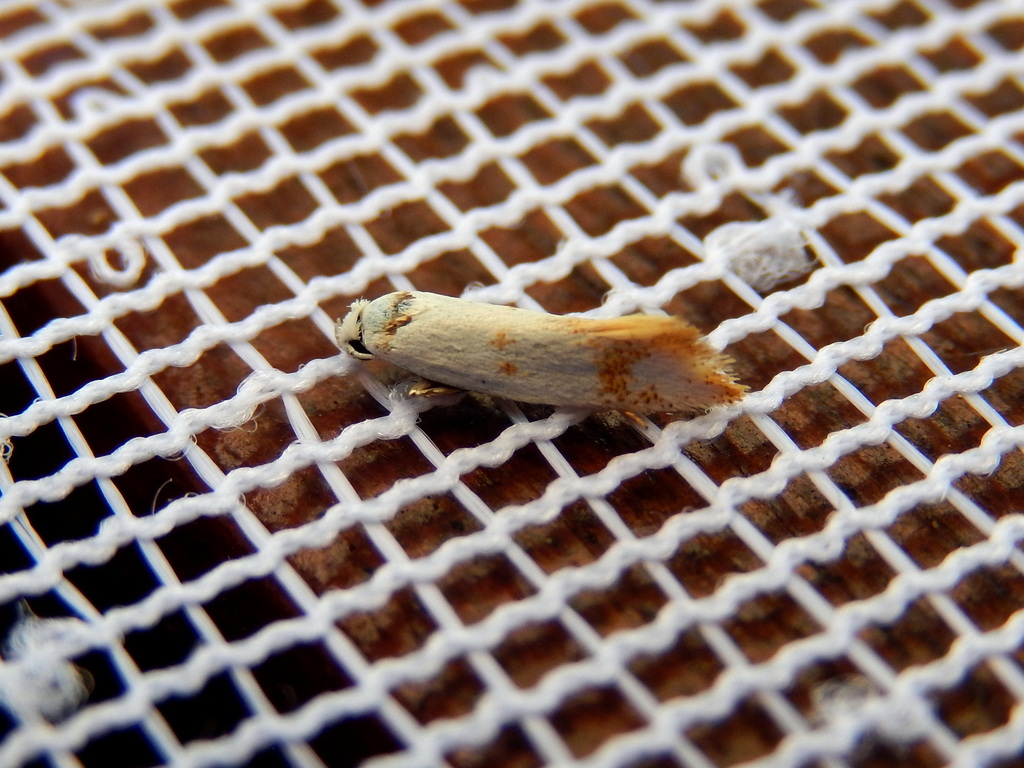Lichenaula pelodesma