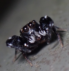 Harmochirus insulanus