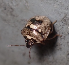 Spermatodes variolosus