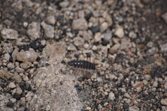 Porcellio ornatus