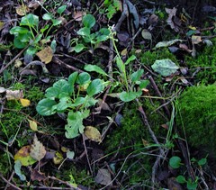 Pyrola rotundifolia maritima