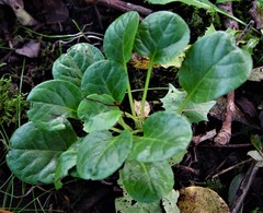 Pyrola rotundifolia maritima