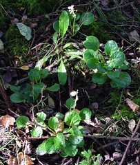 Pyrola rotundifolia maritima