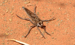 Daspletis vespertilio