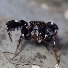 Harmochirus insulanus