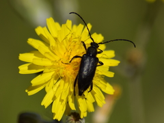 Cribroleptura otini