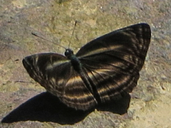 Neptis ilira