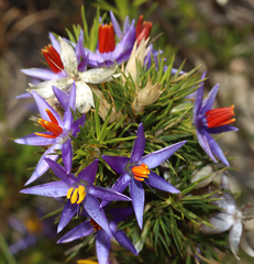 Calectasia narragara