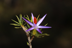 Calectasia narragara